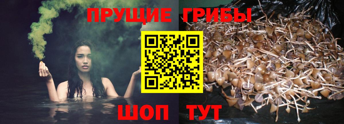 Галлюциногенные грибы Psilocybe  Вход с VPN  Дубна 